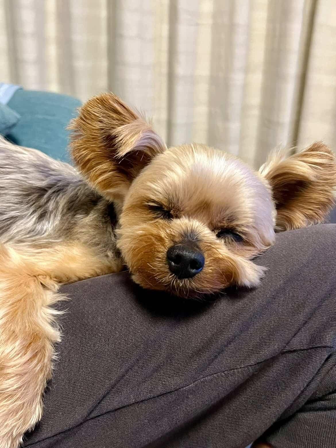 人も犬も大好きなヨークシャーテリアのポチちゃん